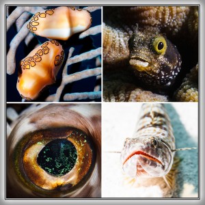 Curacao Tauchen Bilder von Unterwasser Fische