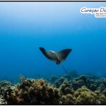 Adlerrochen beim tauchen in Curacao Divers Deutsche Tauchschule Tauchen Tauchurlaub Urlaub entspannen Unterwasser Non Limit Freiheit selbstständig Karibik