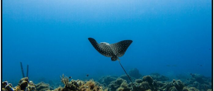 Curacao Tauchen Adlerrochen