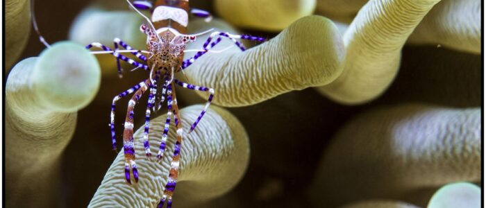 Makro Aufnahme einer Putzergarnele beim tauchen Curacao Divers Deutsche Tauchschule Tauchen Tauchurlaub Urlaub entspannen Unterwasser Non Limit Freiheit selbstständig Karibik