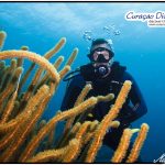 Taucher beim tauchen Curacao Divers Deutsche Tauchschule Tauchen Tauchurlaub Urlaub entspannen Unterwasser