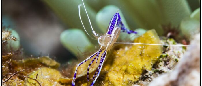 Curacao Tauchen Unterwasser Bild einer Putzergarnele UW Bild Curacao Divers Tauchen Tauchurlaub Urlaub entspannen Unterwasser