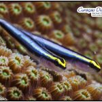 Curacao Divers Deutsche Tauchschule Tauchen Tauchurlaub Urlaub entspannen Unterwasser Non Limit Freiheit selbstständig Karibik