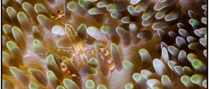 Eine Glasgarnele beim Tauchen in Curacao an dem Tauchplatz Sun Reef