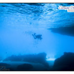 Curacao bester Tauchplatz beste Tauchspots am Blue Room beim Mushroom forest zum Tauchen